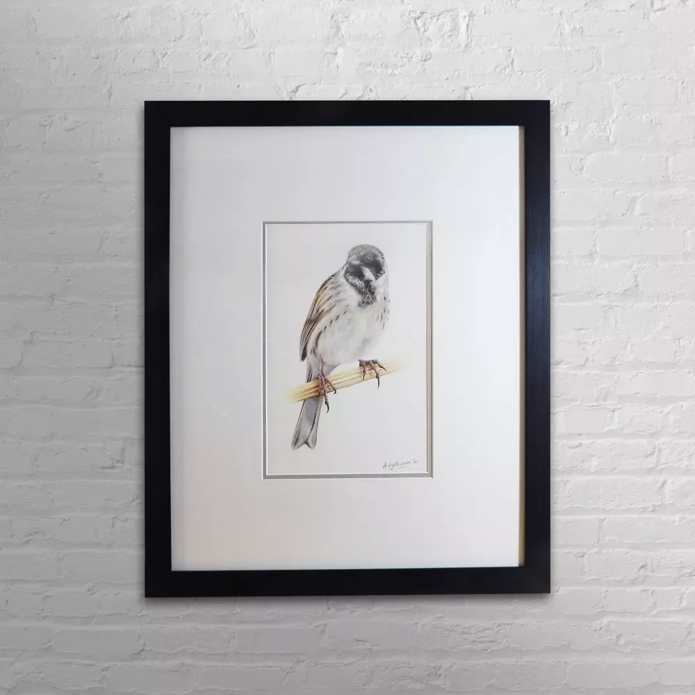 Reed Bunting Framed Original